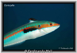 A Coris julis in the Medciterranean sea. by Ferdinando Meli 